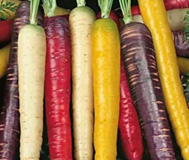 Semillas de Zanahoria - RAINBOW MIX